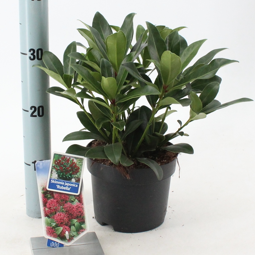 Picture of Skimmia jap. 'Rubella'