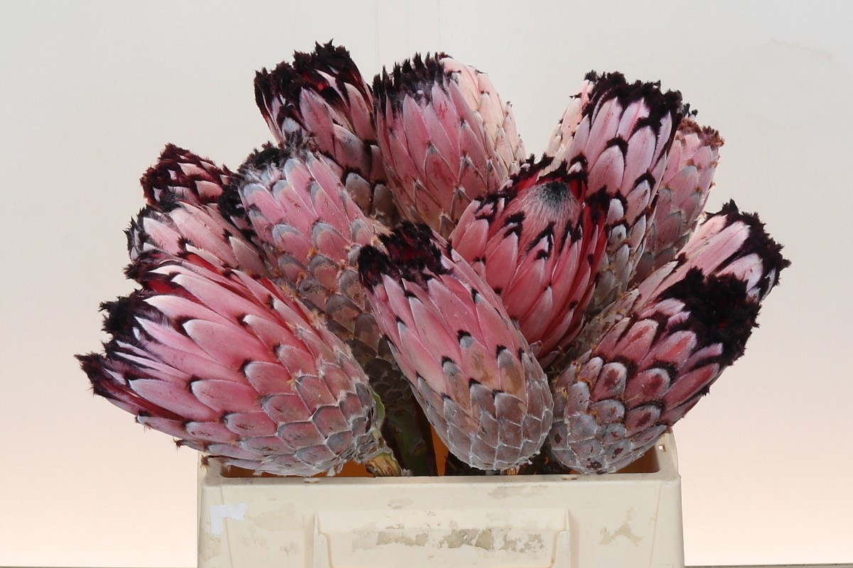 Protea Magni Didi 35cm