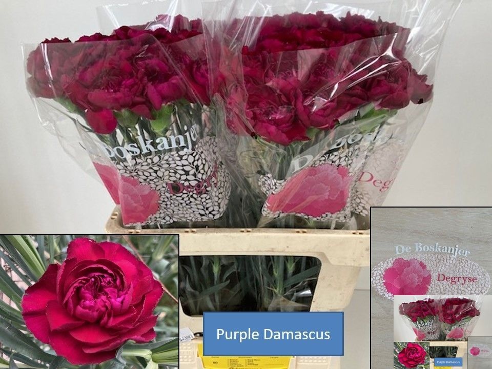 Dianthus St Purple Damascus 60cm