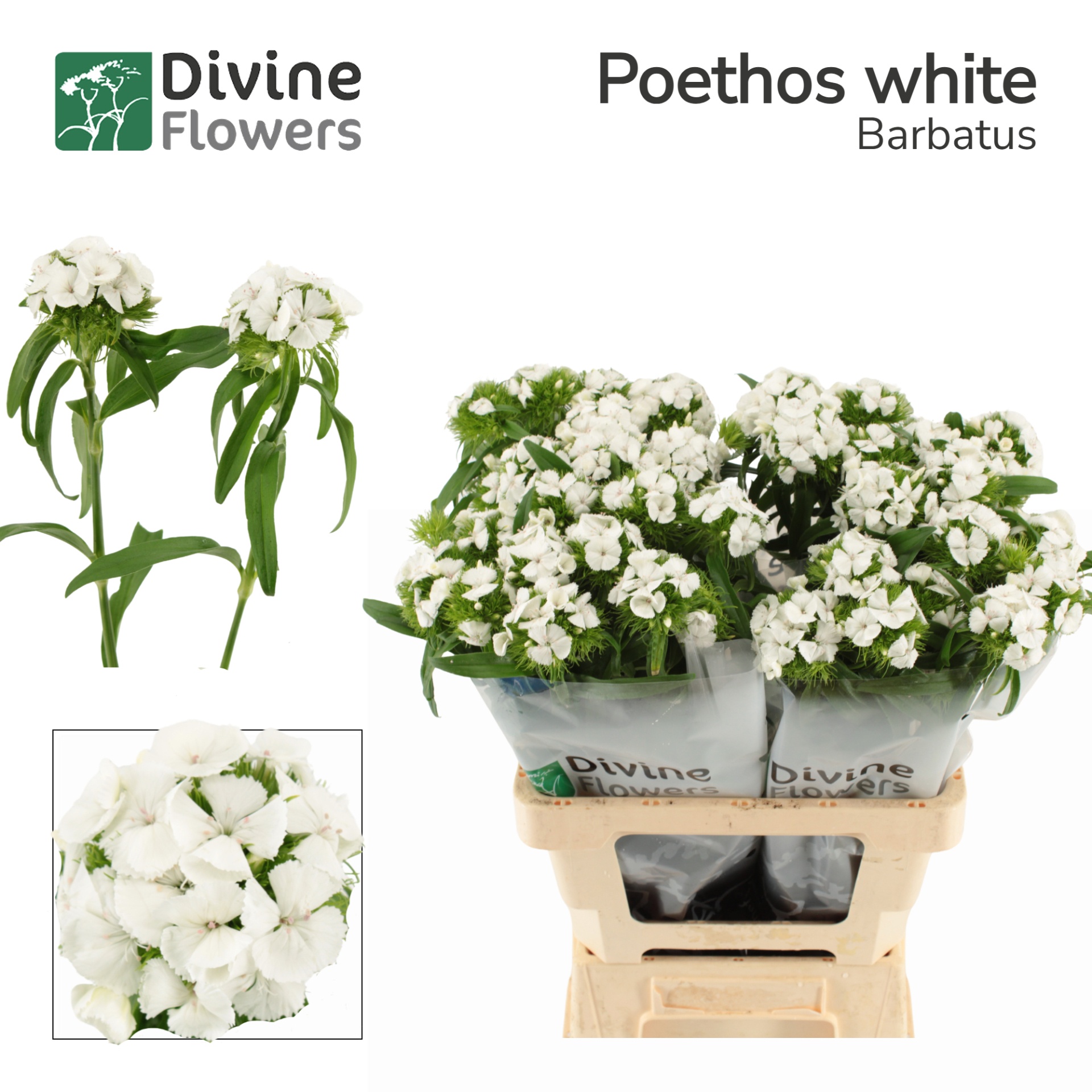 Di Barb Poeth White 60cm