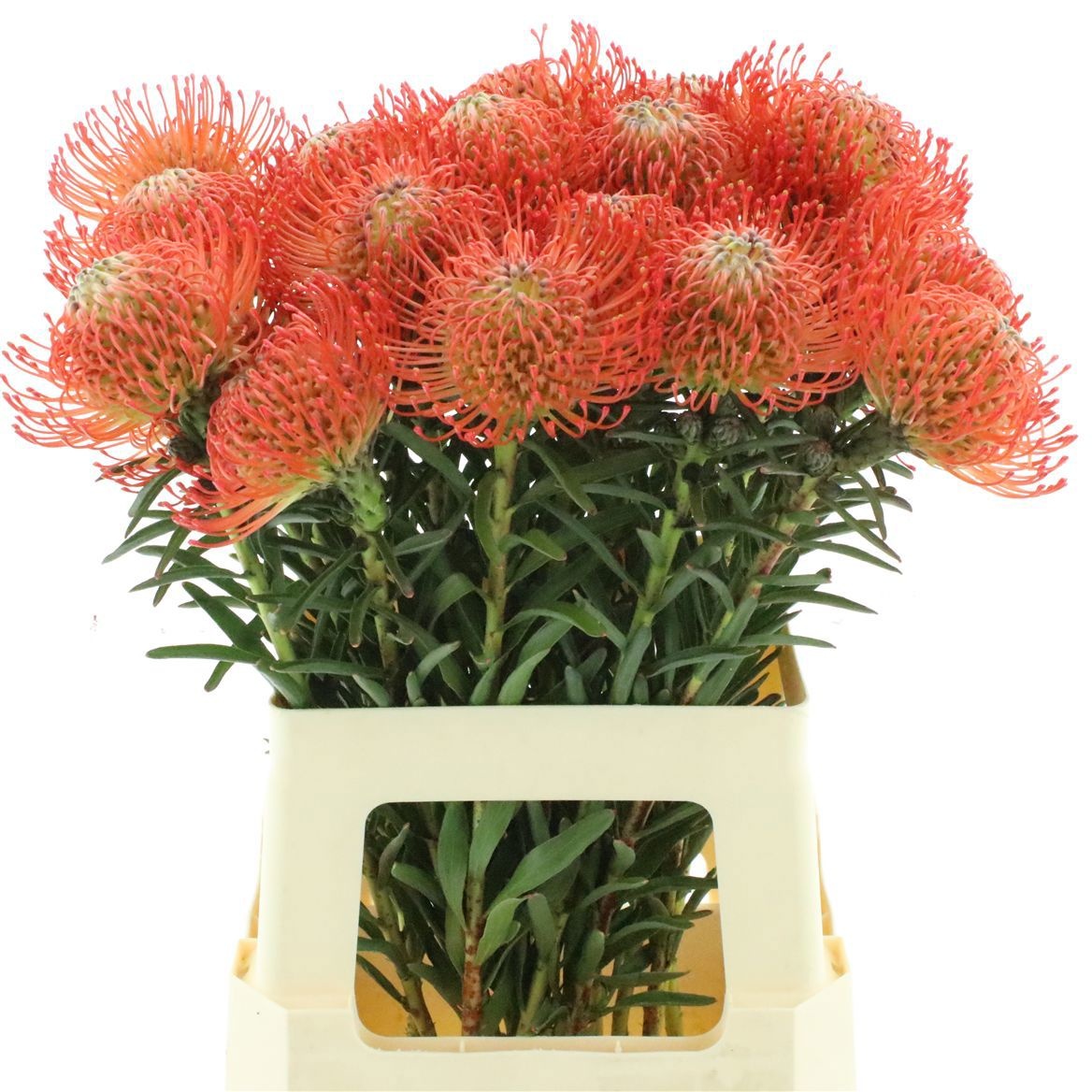Leucospermum Succession 60cm