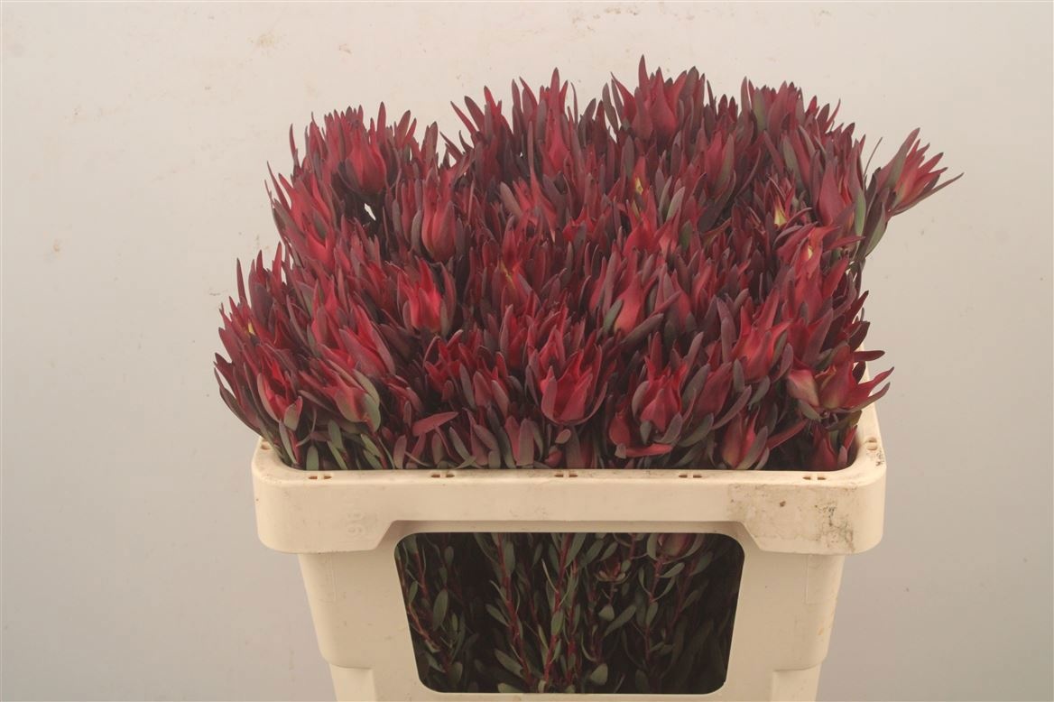 Leucadendron Sal Blush 50cm