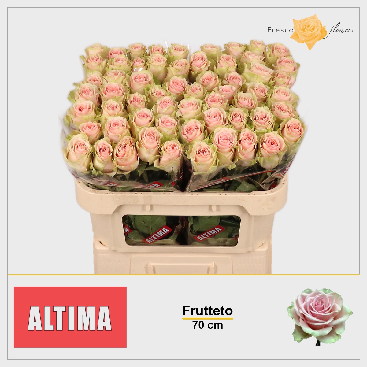 Rosa Frutteto 70cm