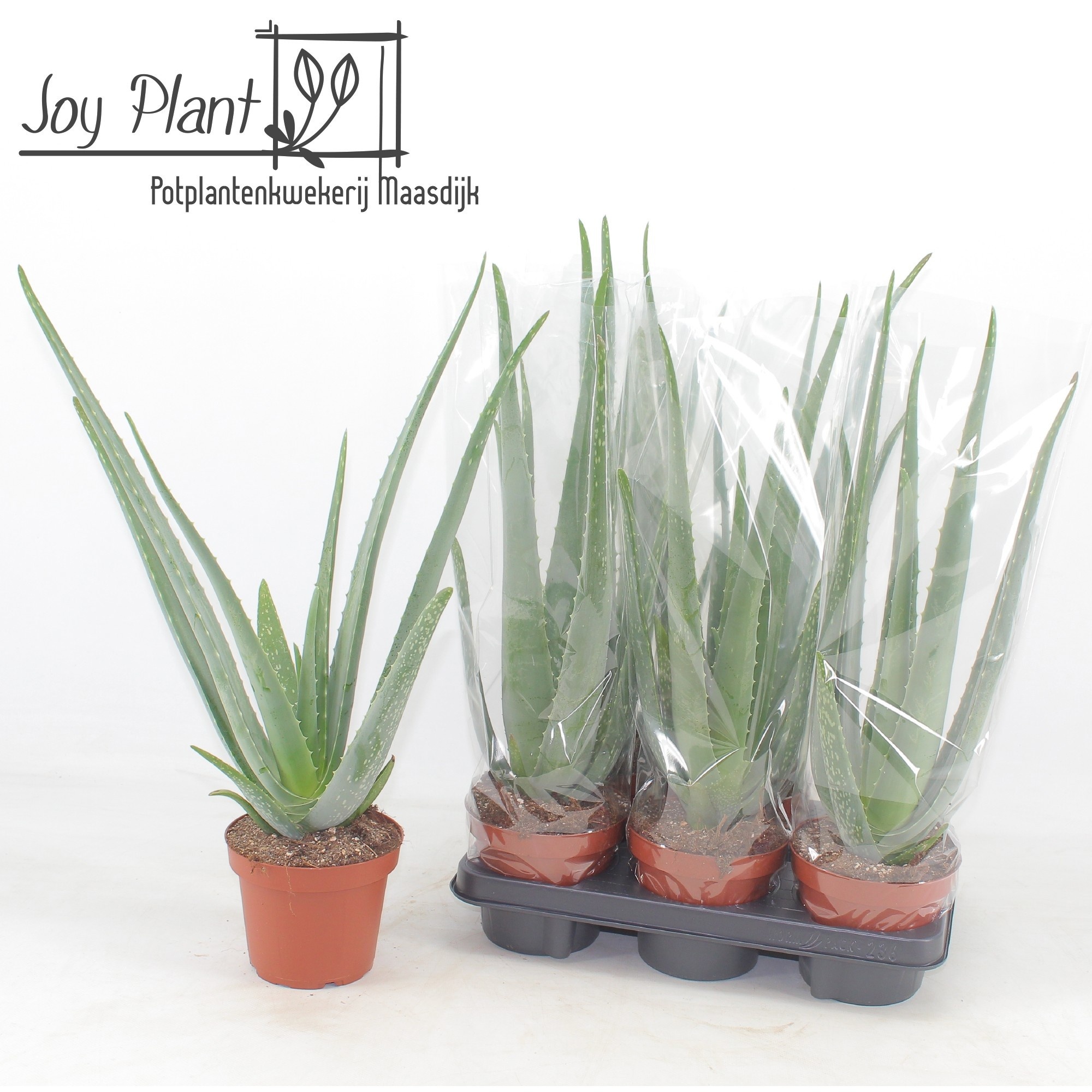 Aloe Vera 14P 55H