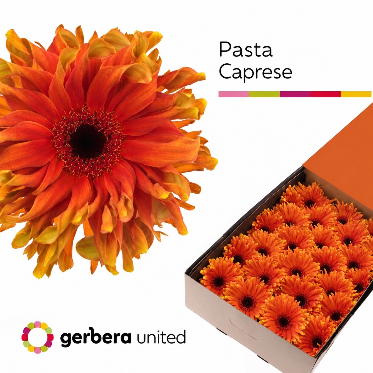 Gerbera Curly Pasta Caprese 45cm 10cm Hd