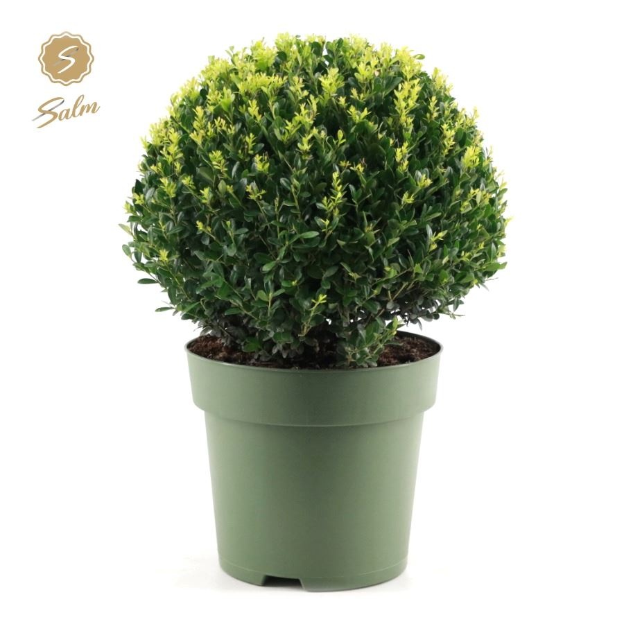 Picture of Ilex crenata 'Jenny'® Ball Ø40cm P27