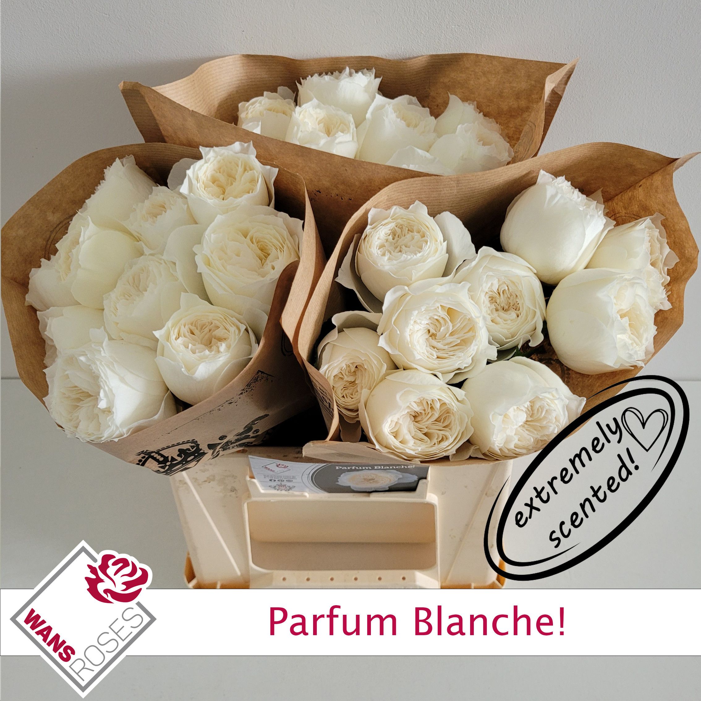 Rosa Garden Parfum Blanche! 40cm