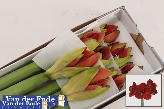 Hippeastrum Ferrari 4bl