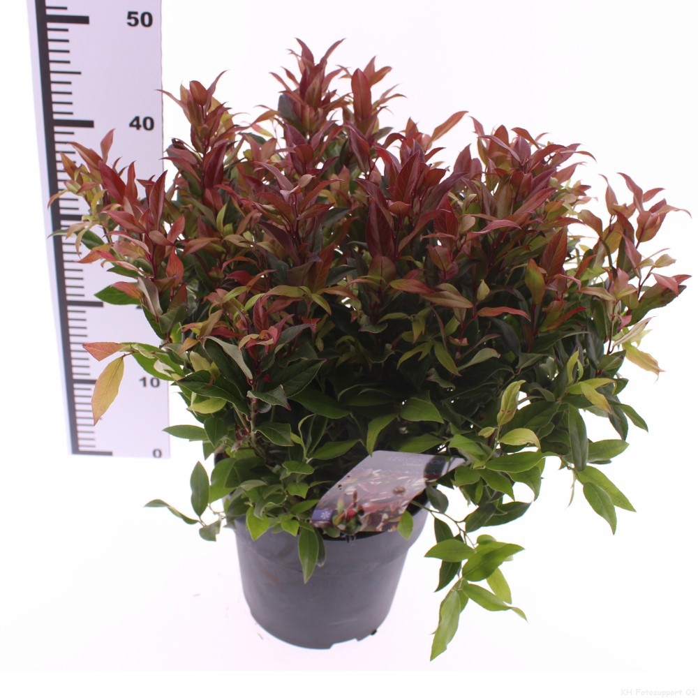 Picture of Leucothoe 'Zeblid'