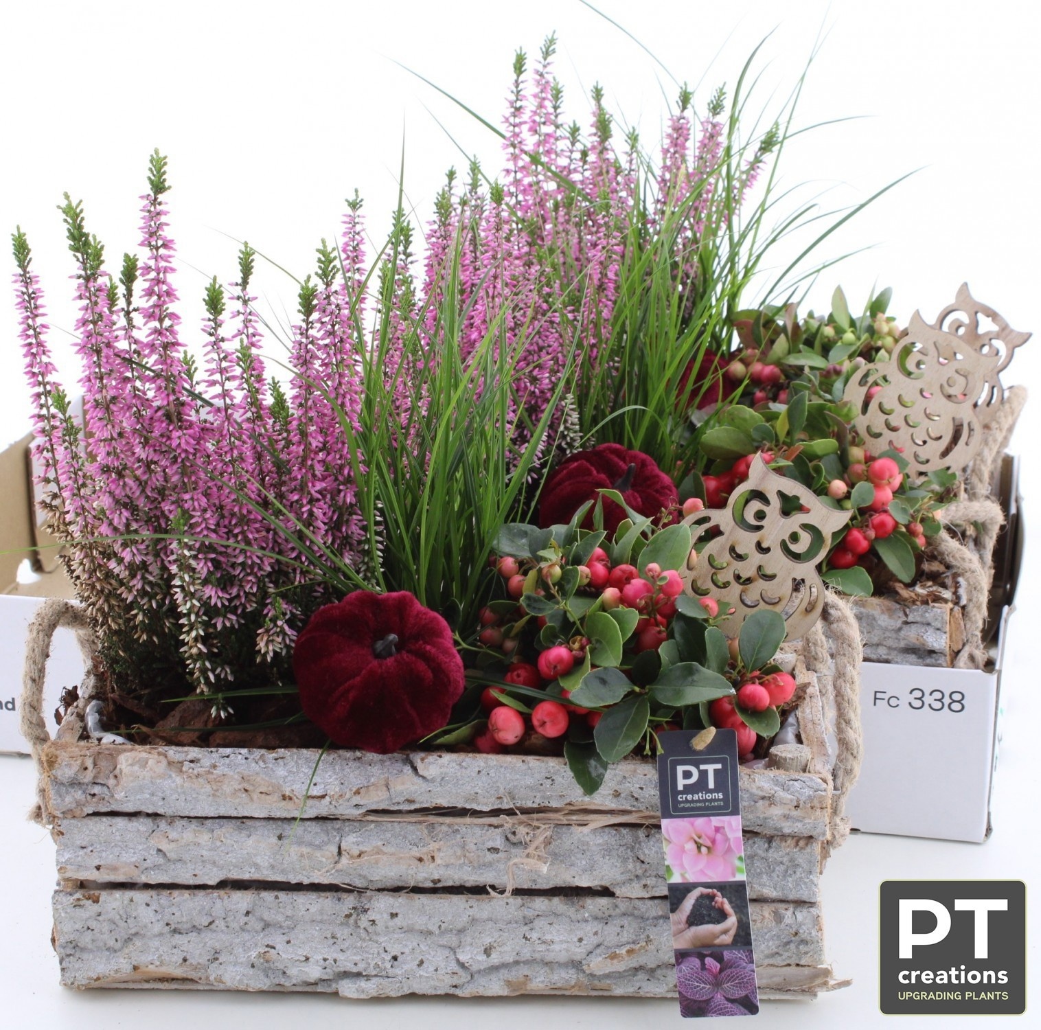 Arr Tuinplanten 31P 36cm 22bloei