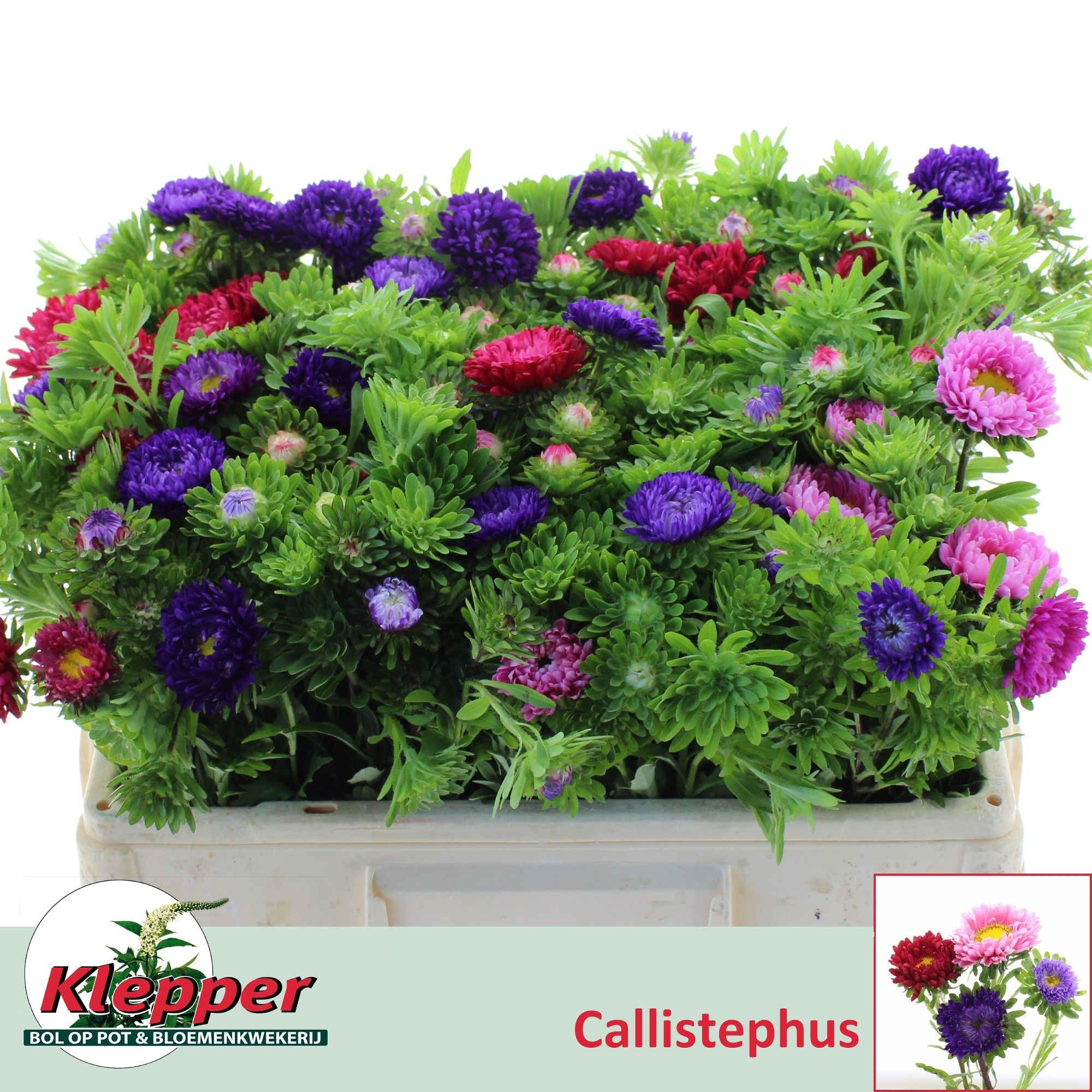 Callis Per Bos