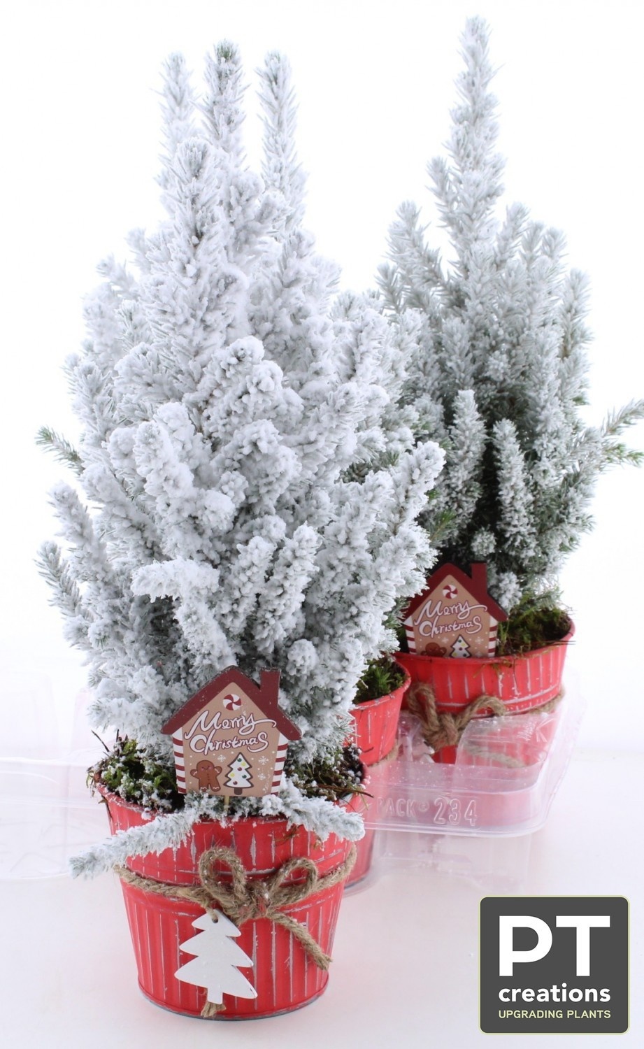 Picea Gl Perfecta 14Ø 47cm