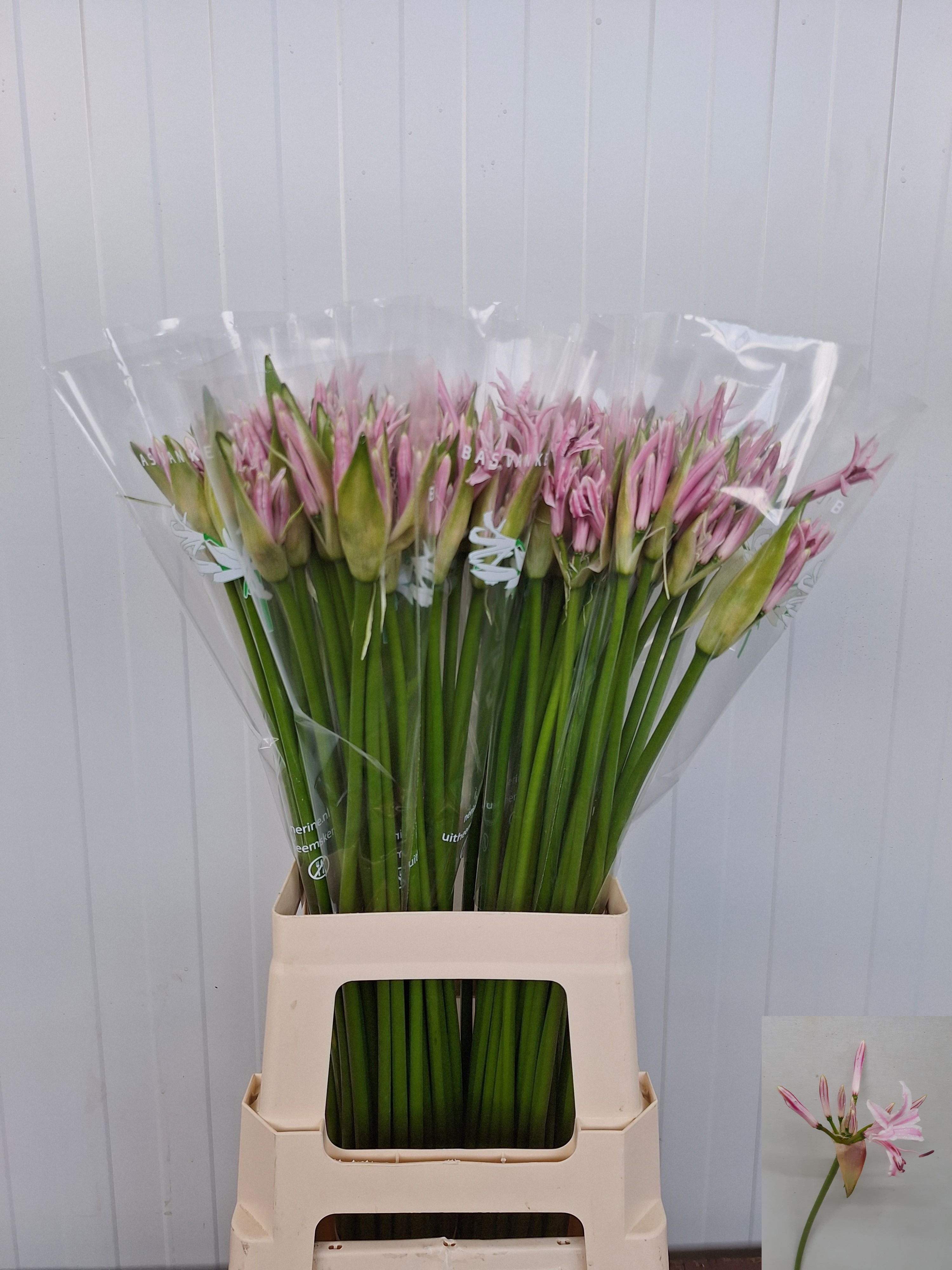 Ne Bo Berenice 70cm