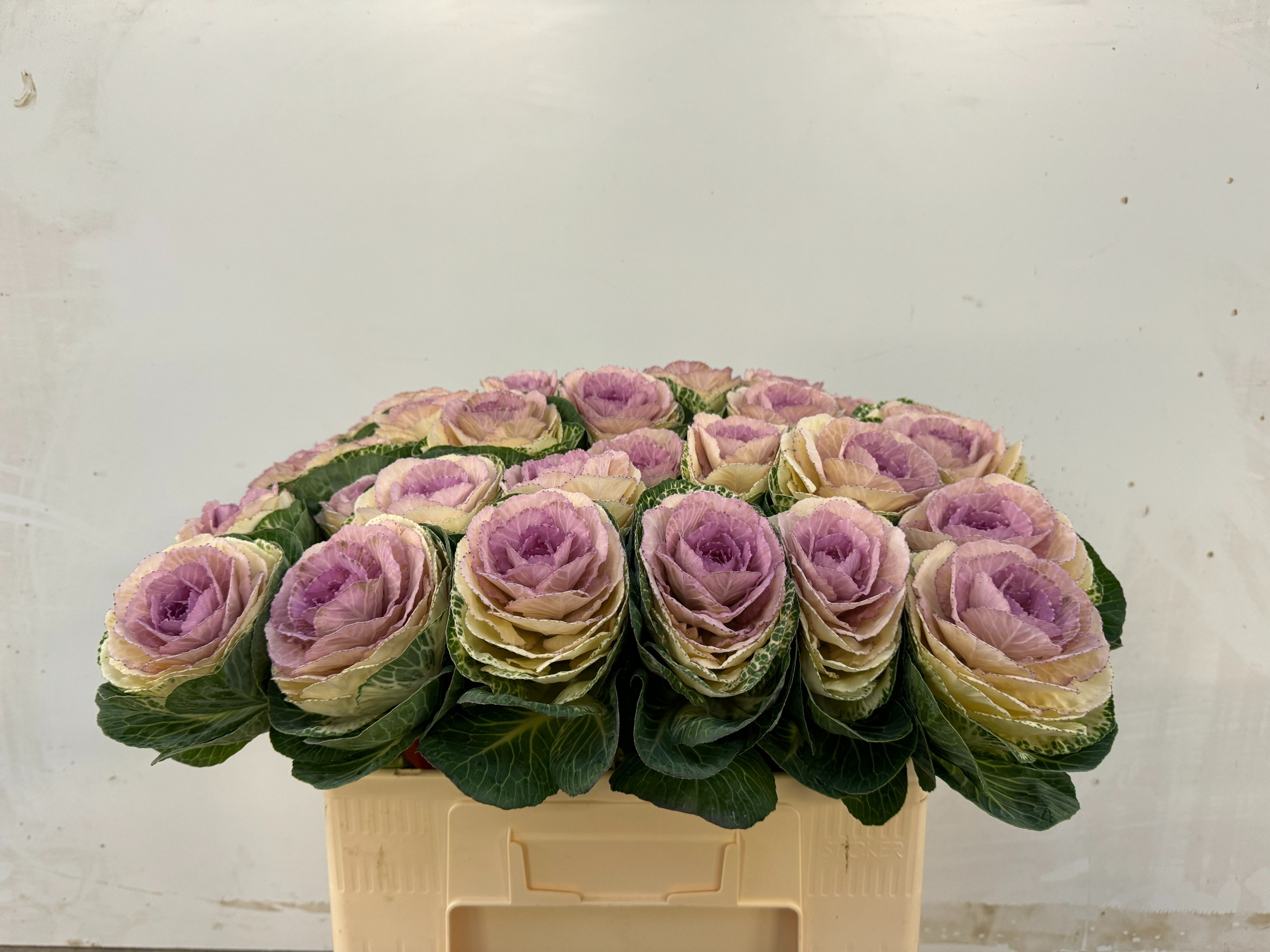 Brassica Crane Bicolour 50cm