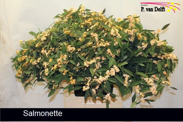 Euphorbia Spr Salmonette 80cm