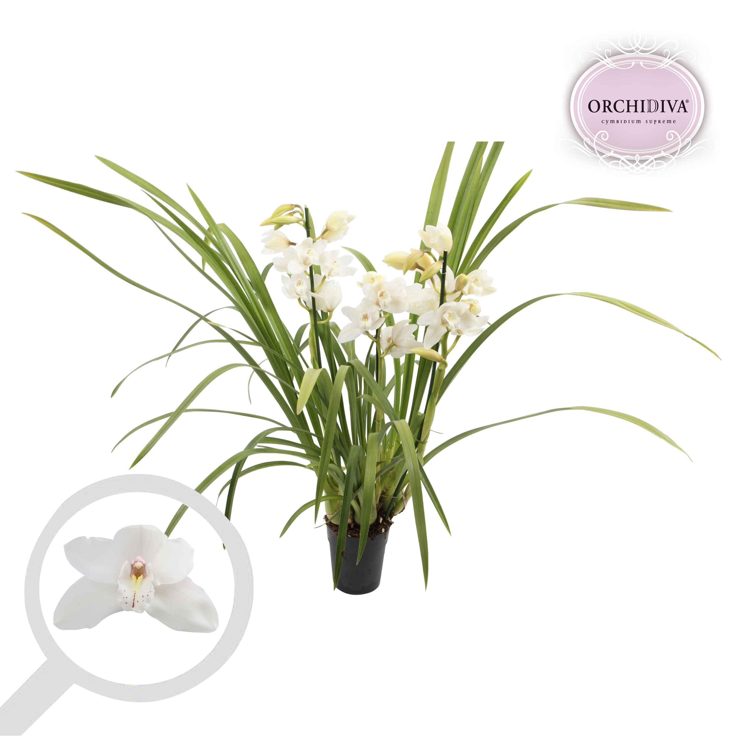 Picture of Cymbidium hybrid White 4 shoots P14 85cm