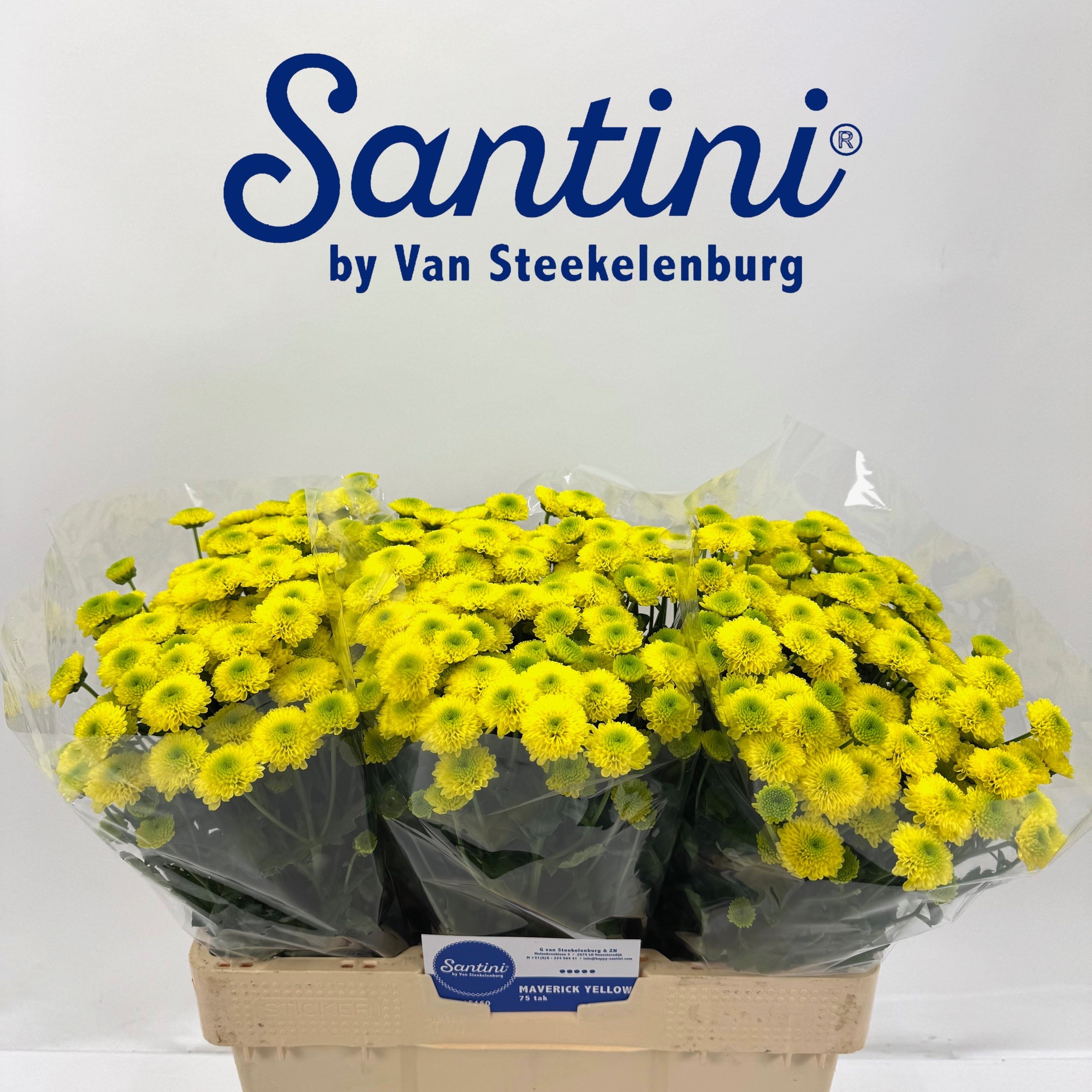 Chrys Santini Maverick Yellow 55cm 700Ø