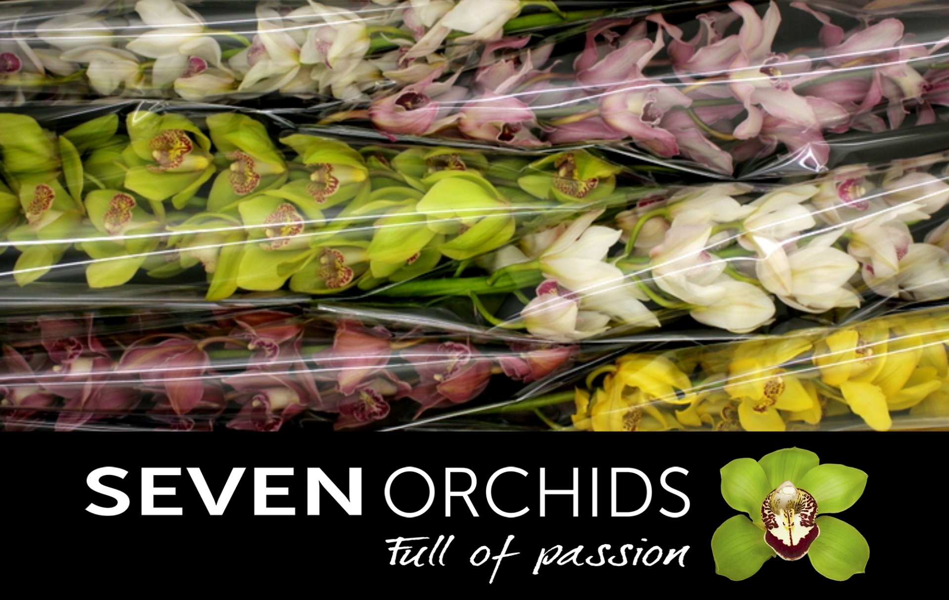Cymbidium Asst 13bl