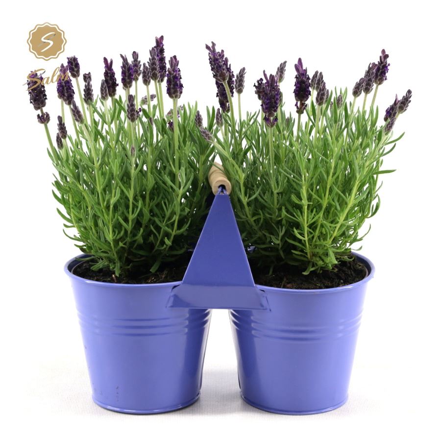 Picture of Lavandula st. 'Anouk'® Collection P12 in Zinc Purple Duo