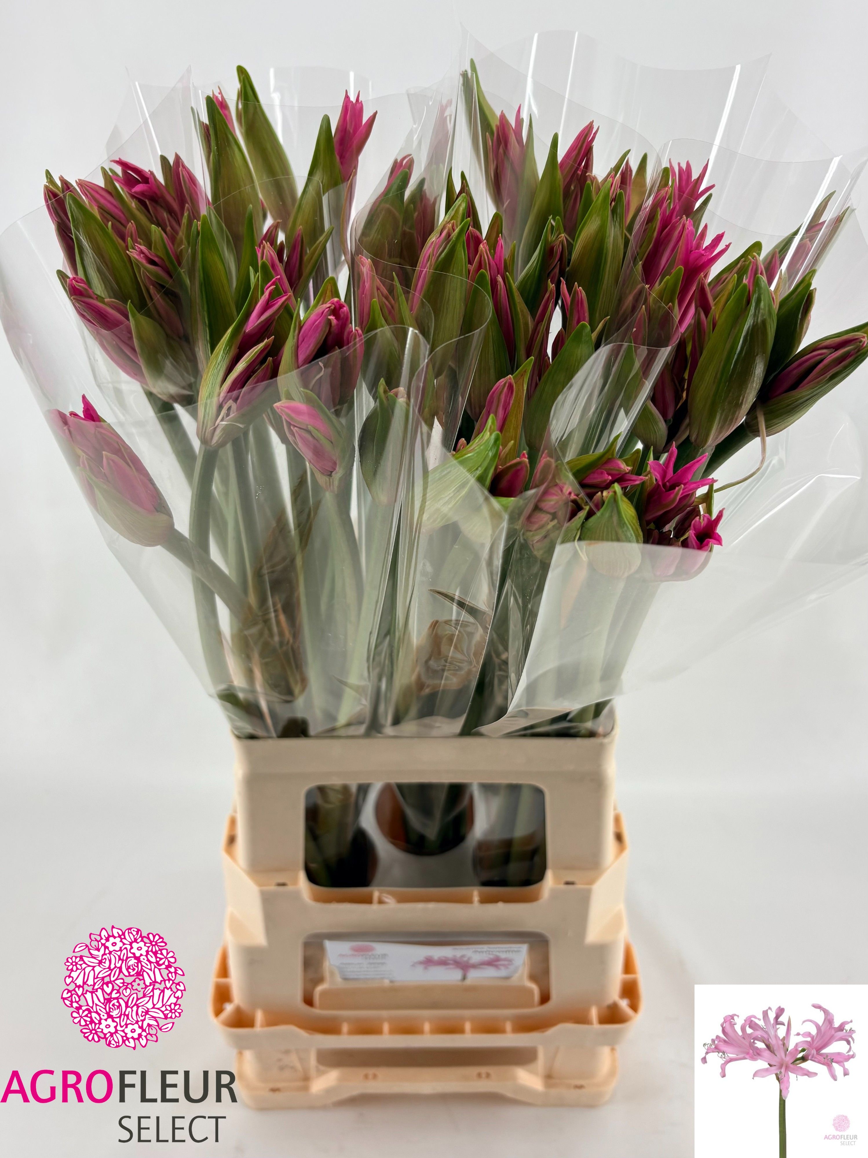 Nerine Amarine Light Pink 70cm