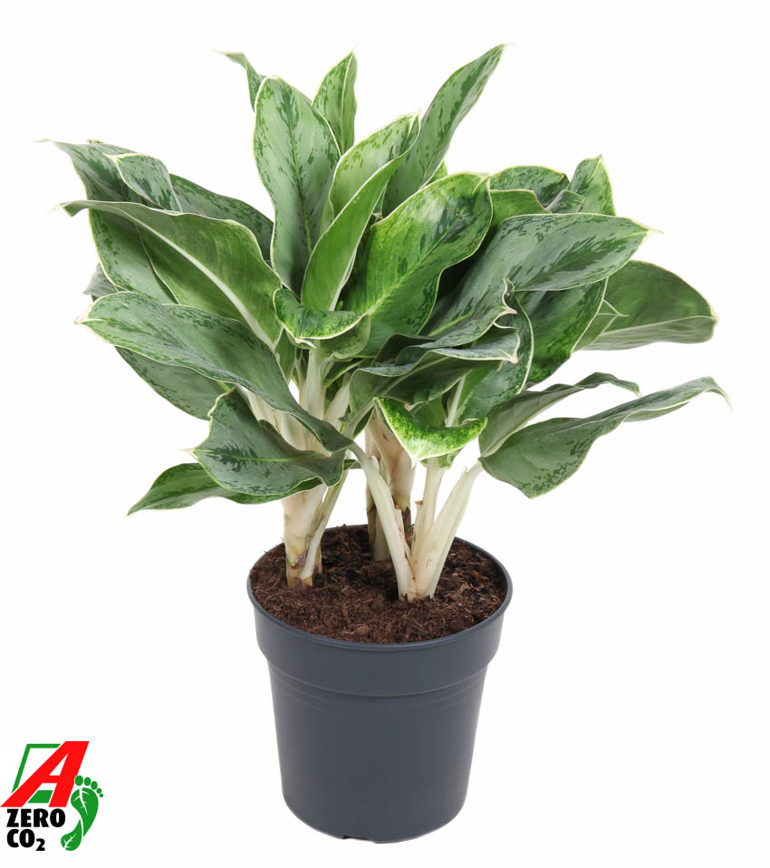 Picture of Aglaonema Horizon P24 70CM (LOOSE)