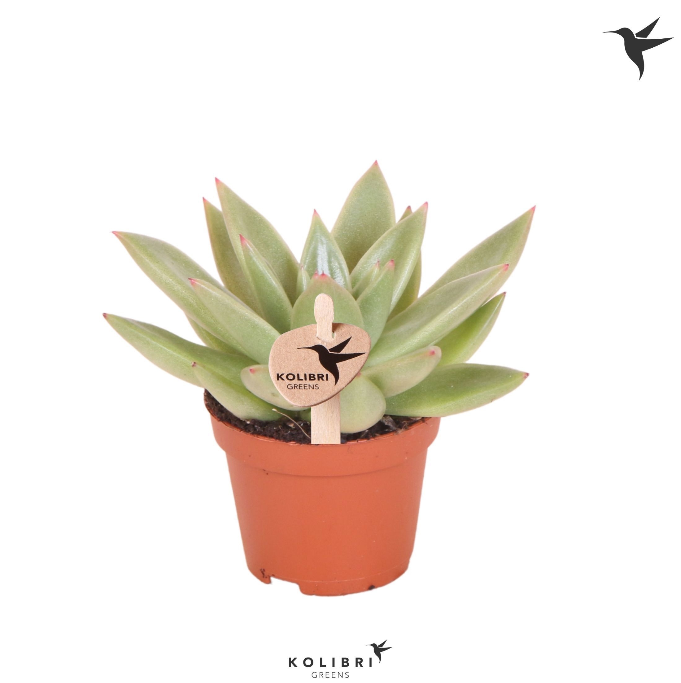 Echeveria Kolibri Greens Succulenten Echeveria Miranda