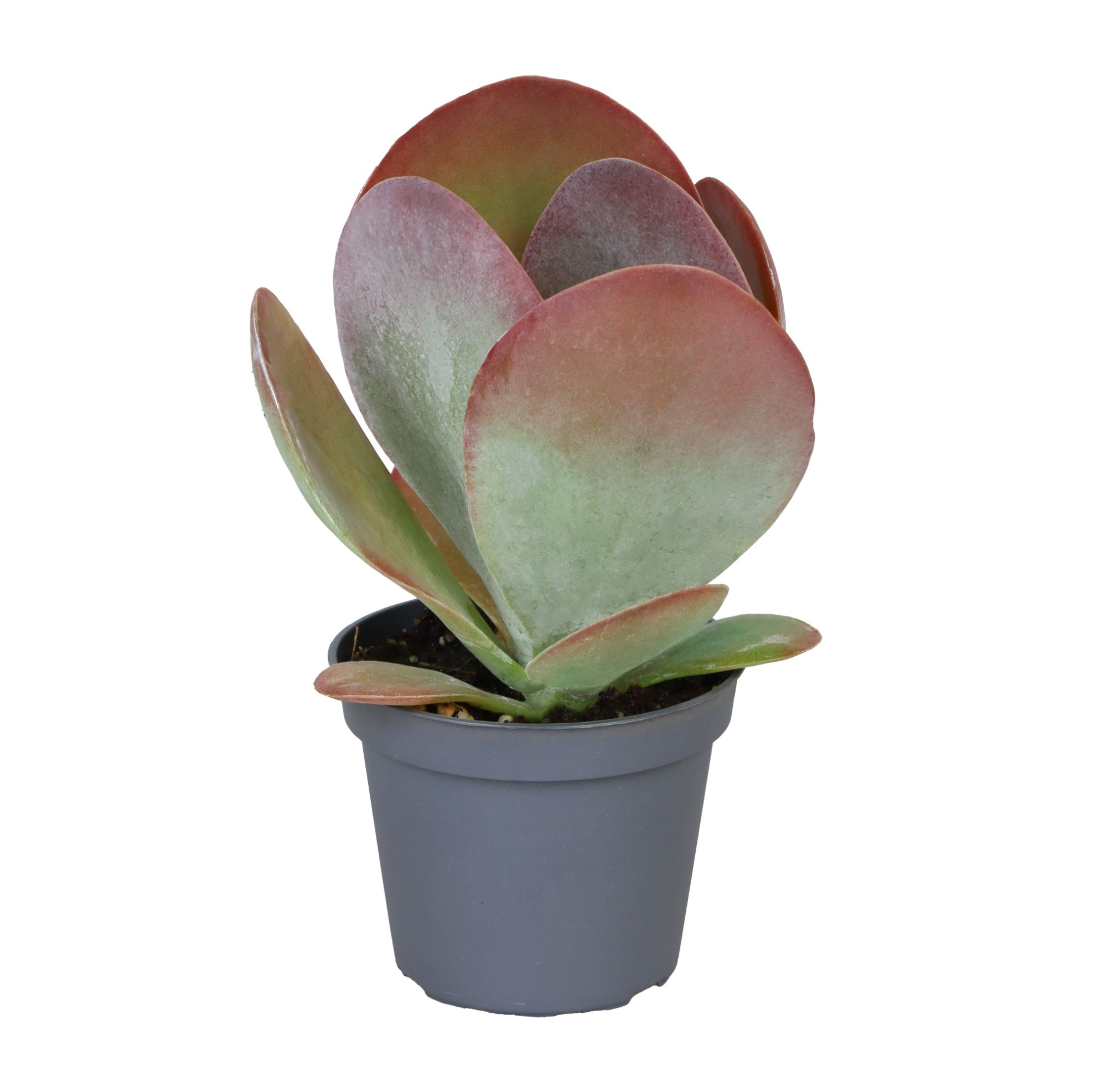 Picture of Kalanchoe Thyrsiflora P6 15CM