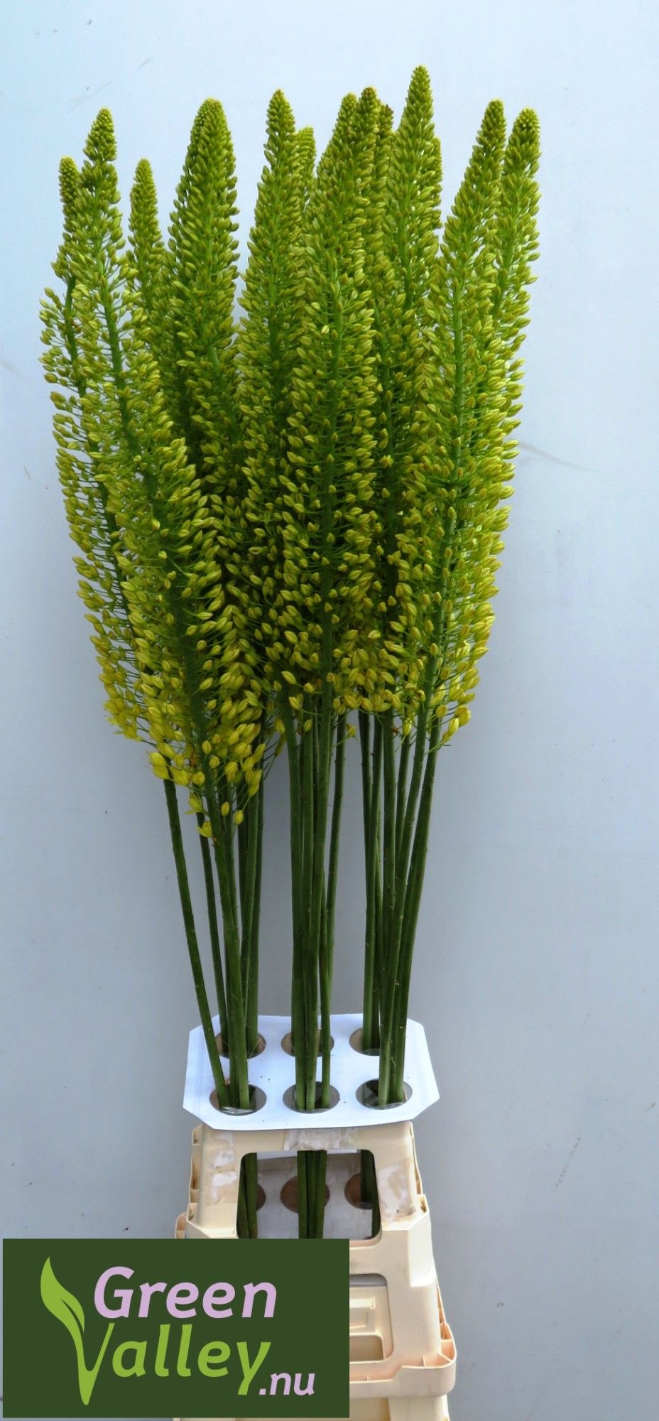 Eremurus Lucia-ro