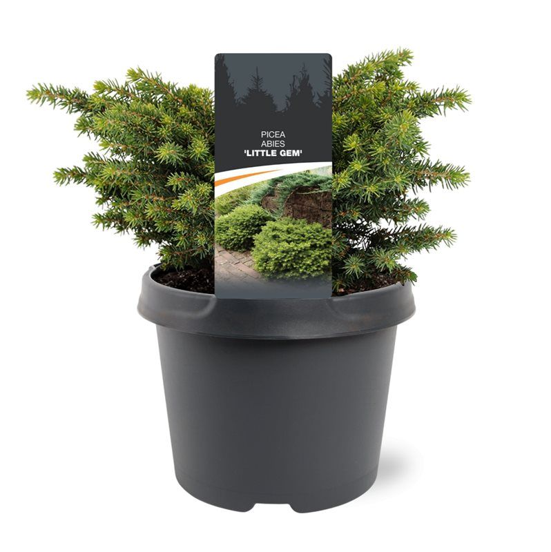 Picea abies 'Little Gem'