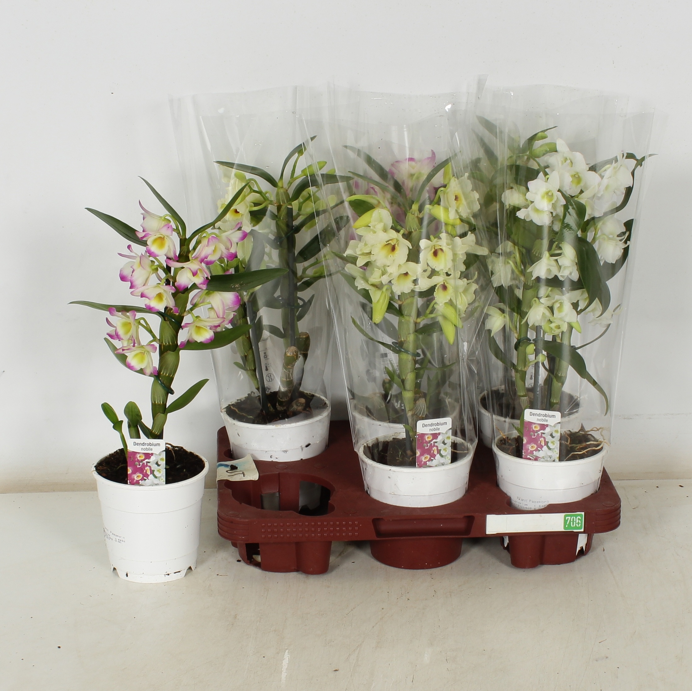 Dendr N Gem 12Ø 40cm