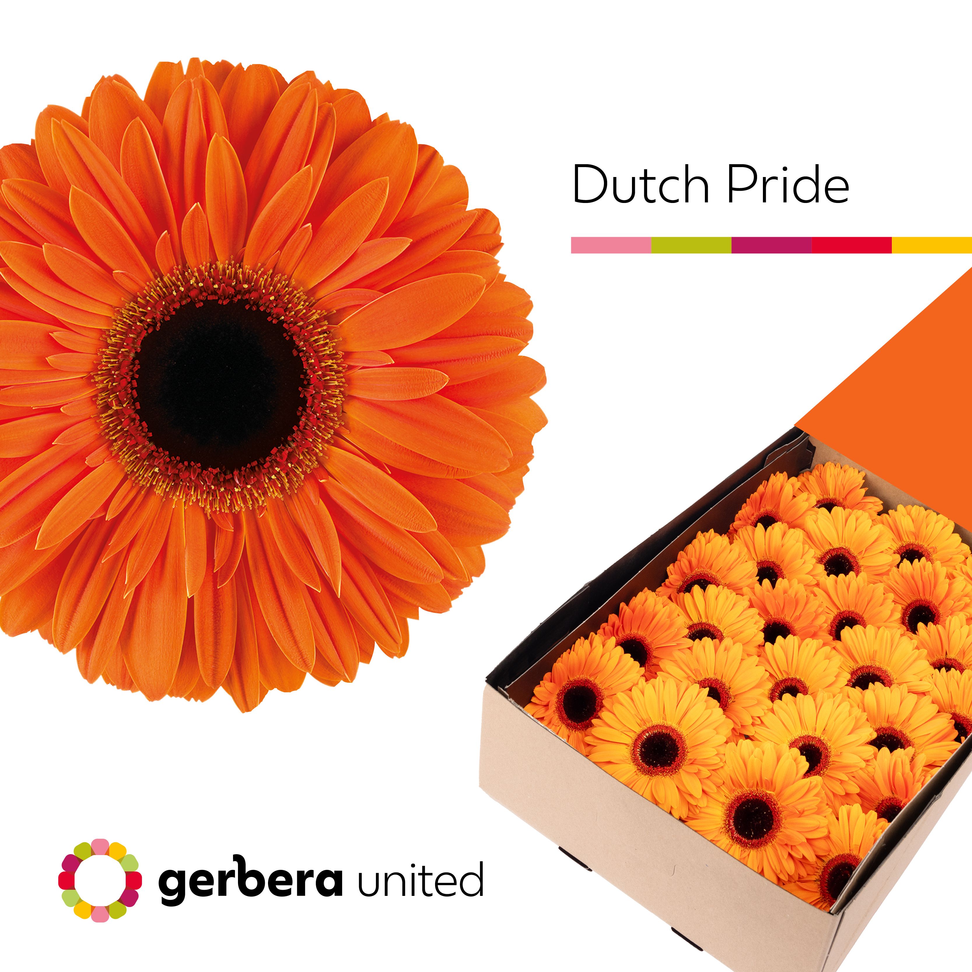 Ge Gr Dutch Pride