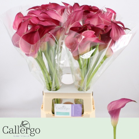 Calla Pink Jewel 70cm