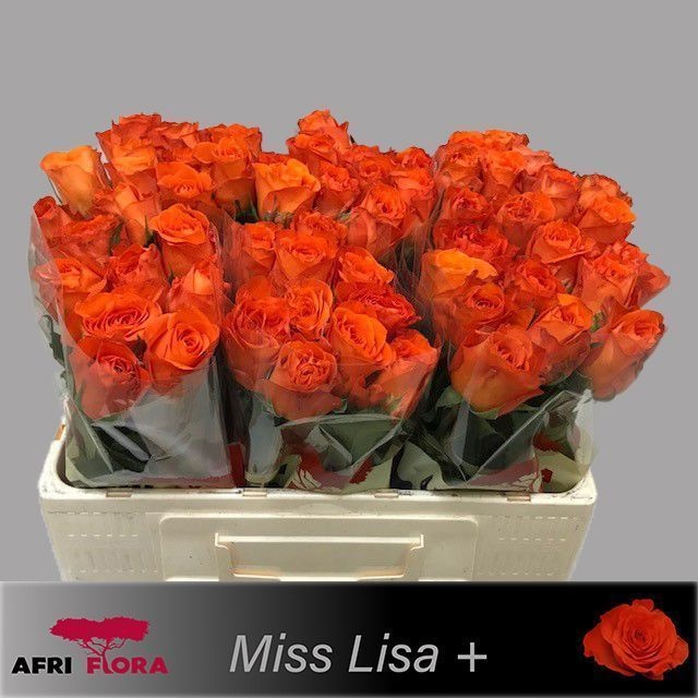 R Gr Miss Lisa+