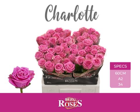 Rosa Tan Charlotte 60cm