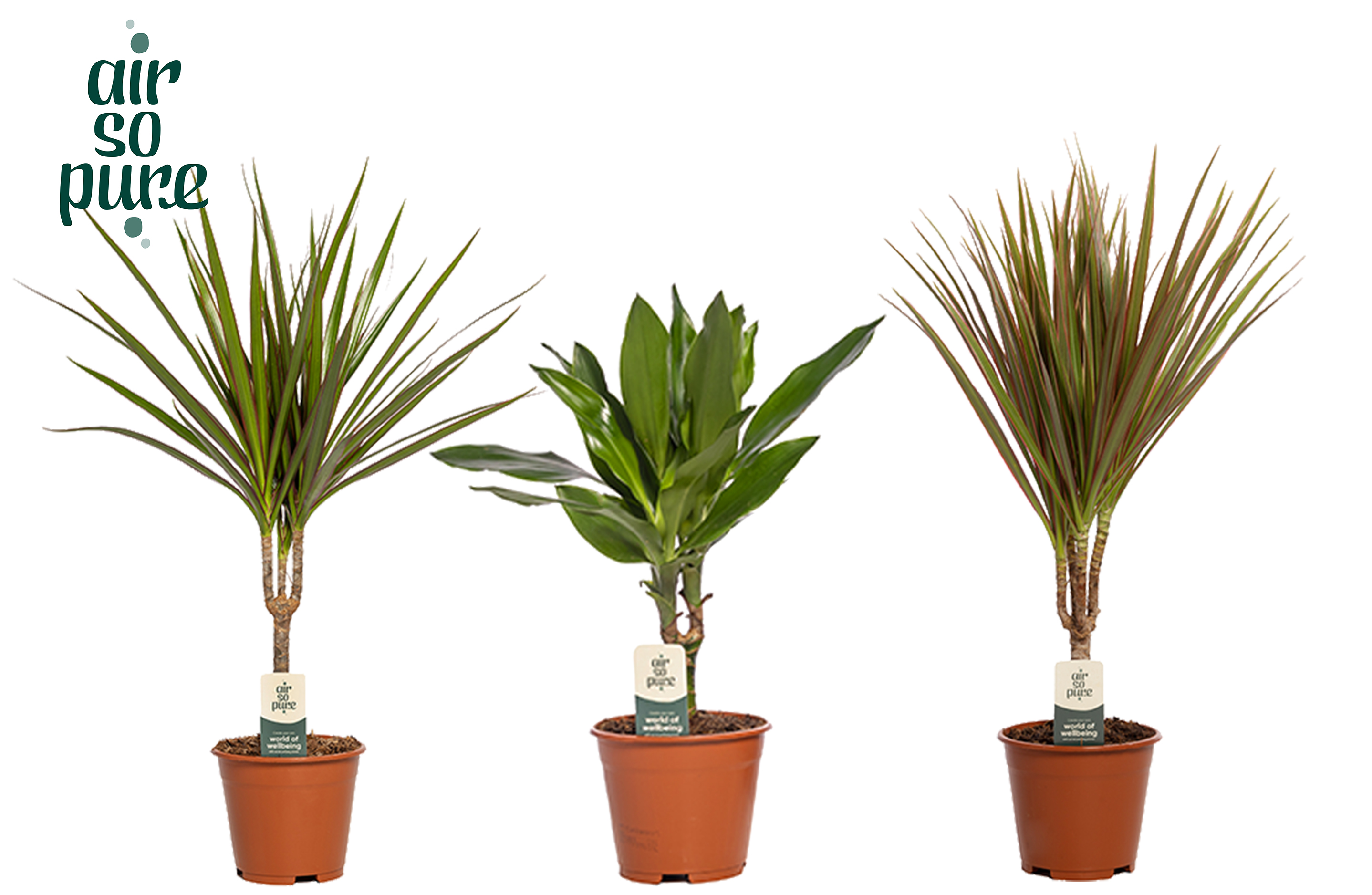 Picture of Houseplants in varieties Air so Pure P14 50CM