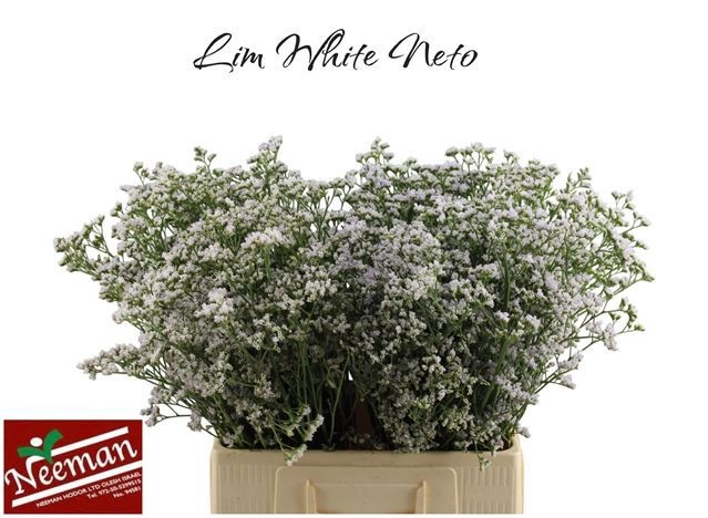 Limonium White Neto 70cm 32gram