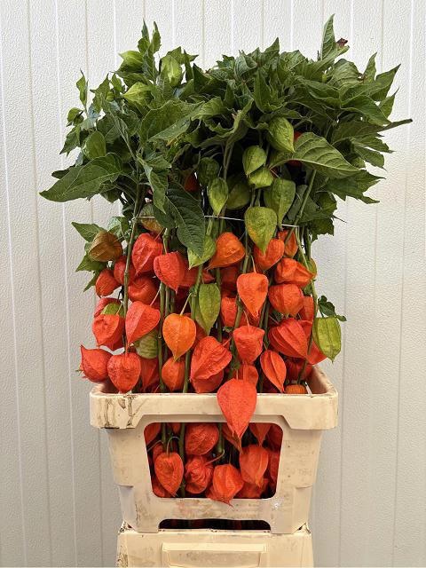 Physalis Lampion Tak
