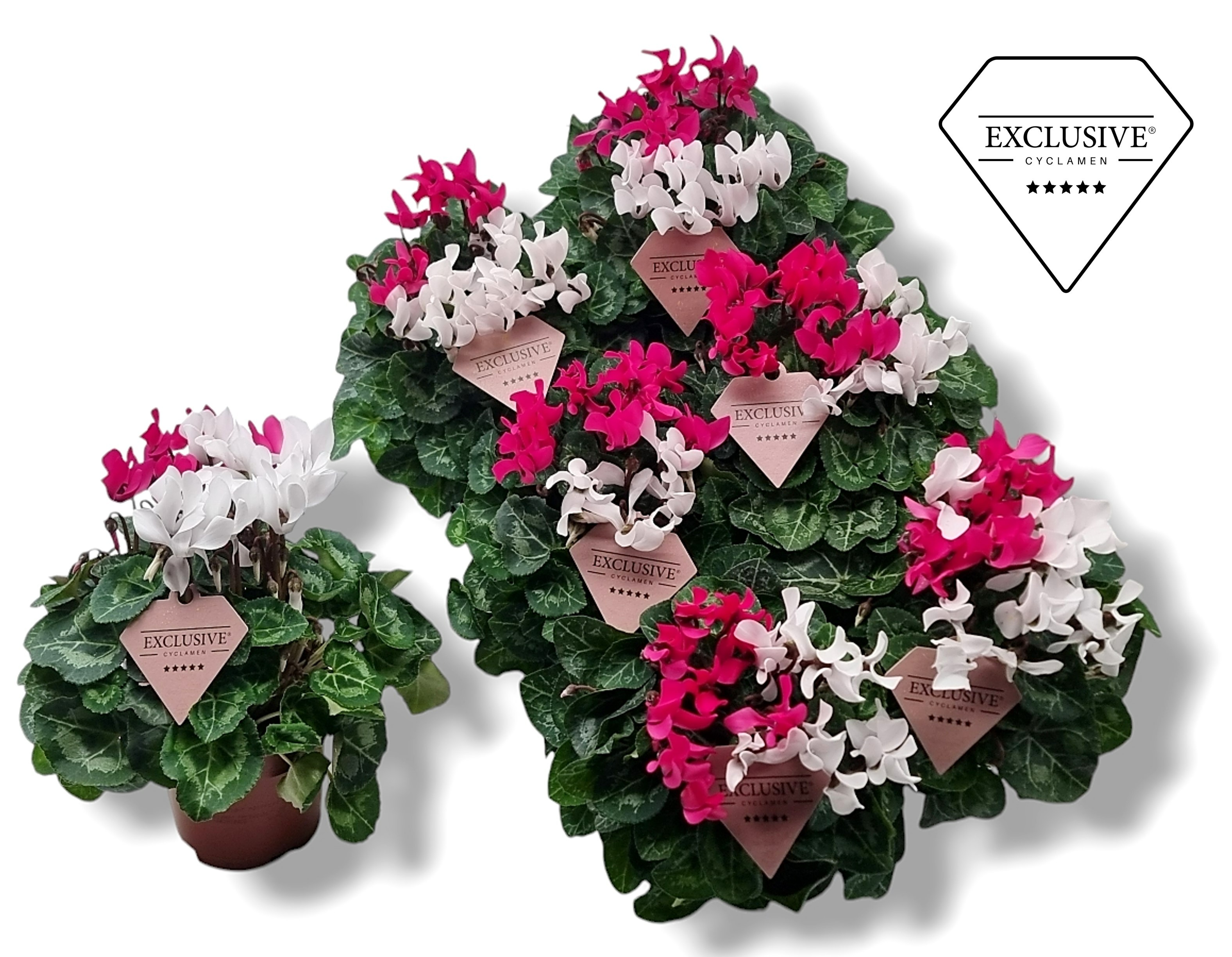 Picture of Cyclamen Exclusive® Duo Pink/White P10.5 25CM