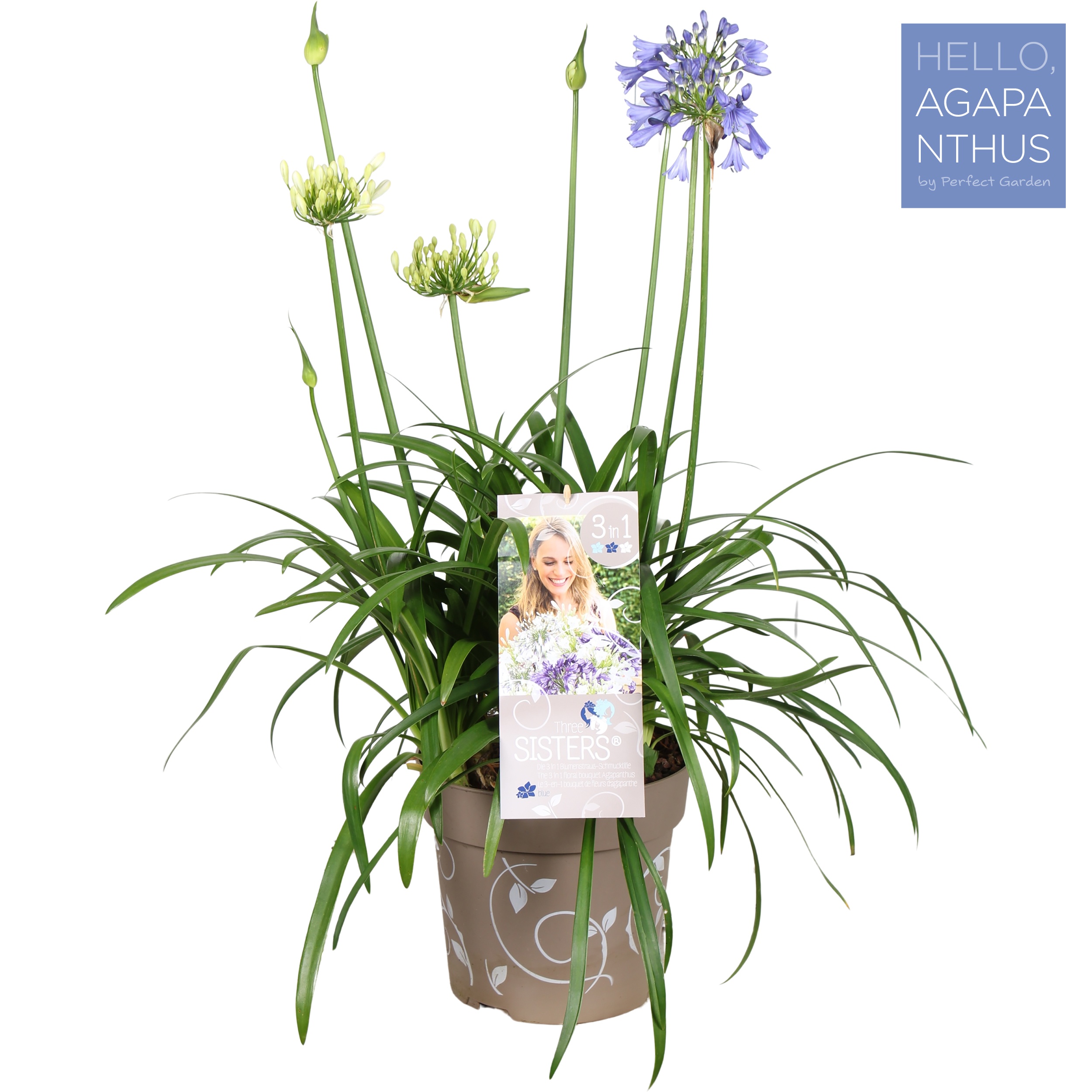 Picture of Agapanthus Hybr.'Three Sisters'® P23