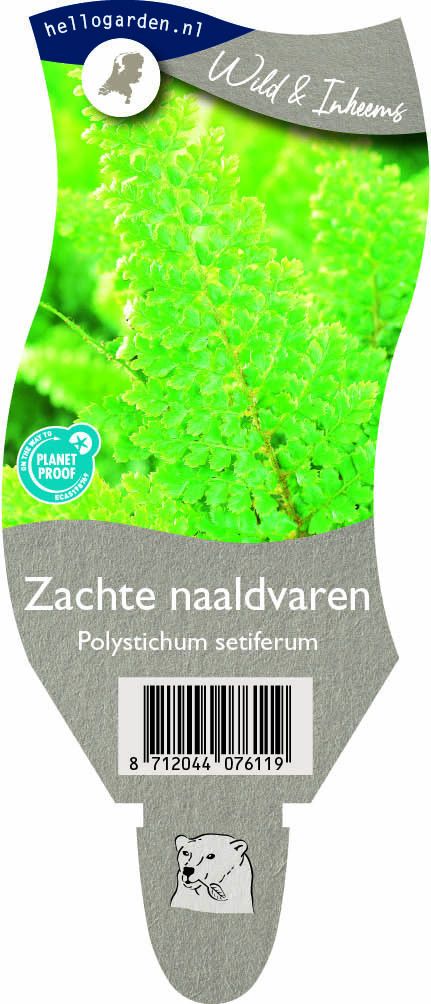 Polystichum setiferum