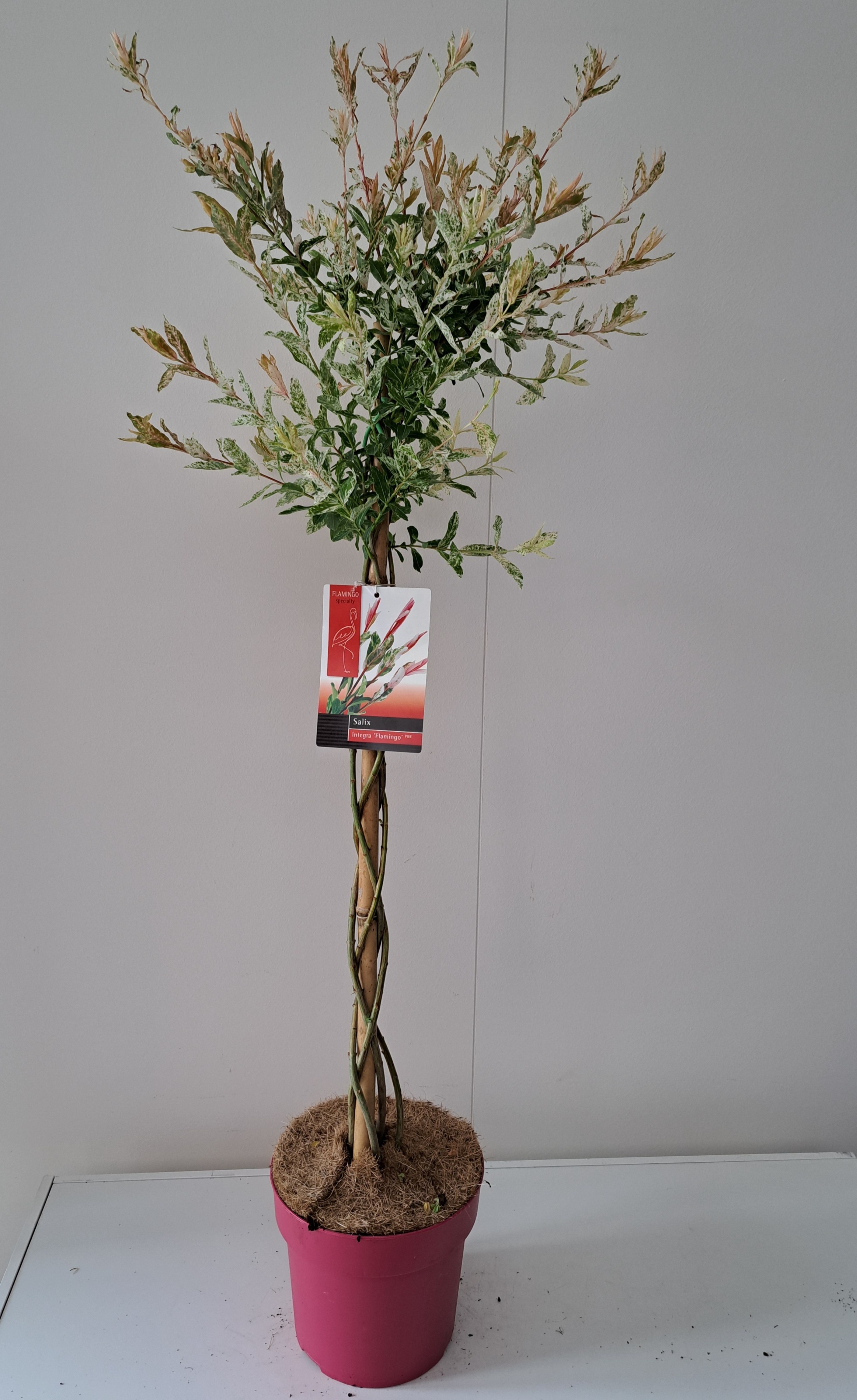 Picture of Salix Flamingo gevlochten stam p21 Pink pot