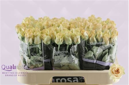 Rosa Quicksand 60cm