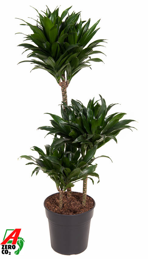 Picture of Dracaena Compacta 60-30-15 P21 100CM (LOOSE)