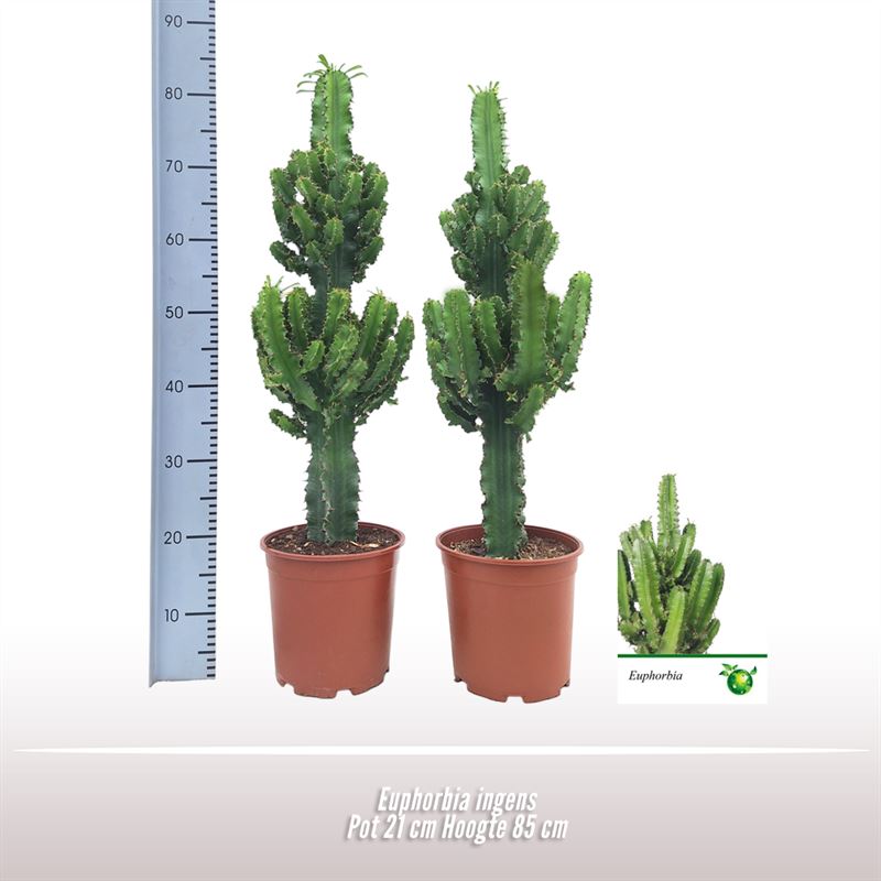 Picture of Euphorbia ingens P21 (4 Ltr) 100CM (LOOSE)