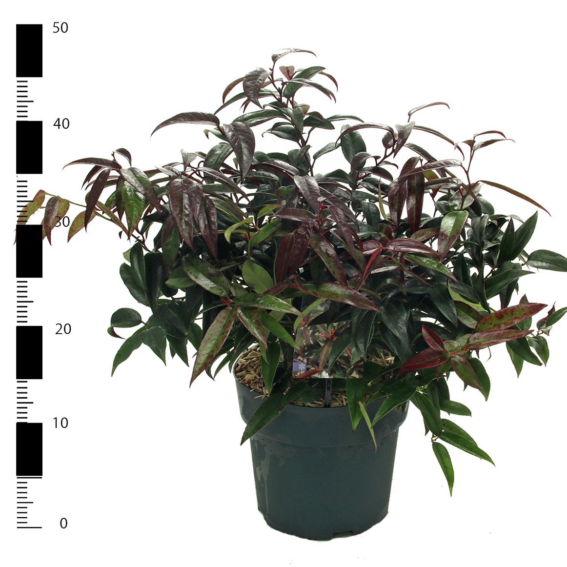 Picture of Leucothoe Carinella