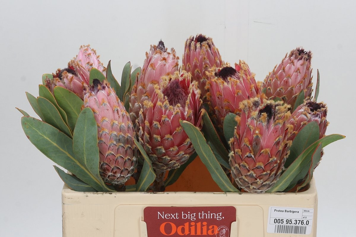 Protea Barbigera 50cm