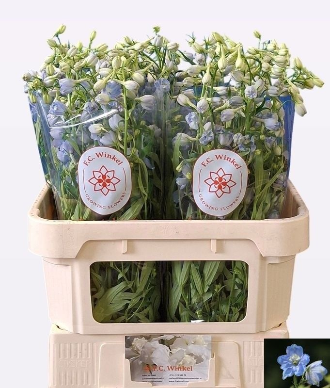 Delphinium Be Balkleid 80cm