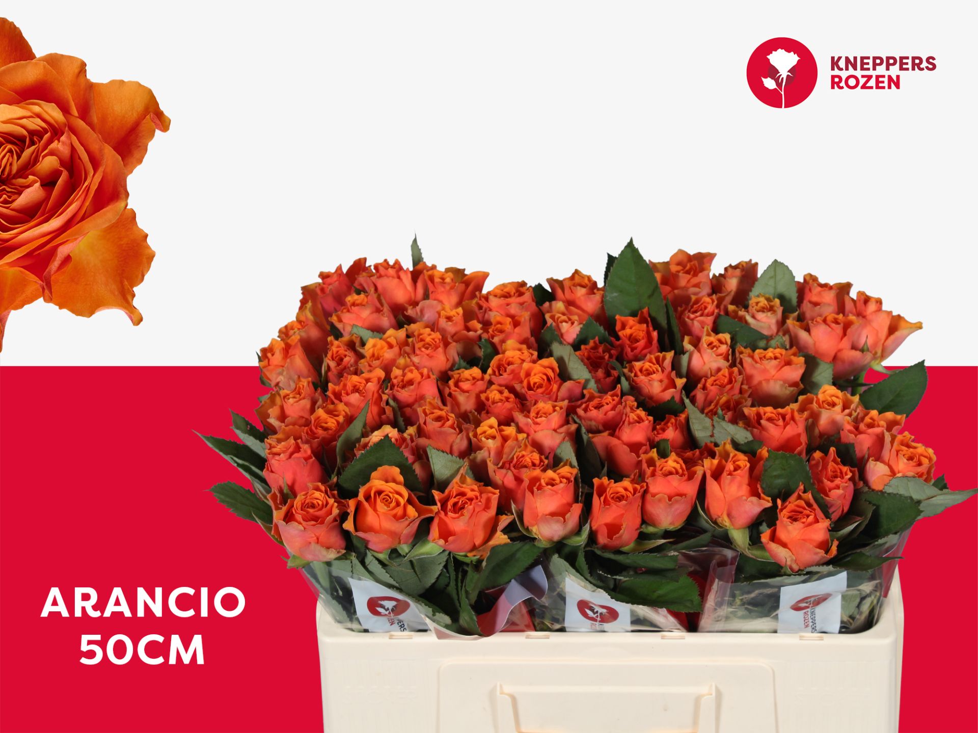 R Gr Arancio@ 50