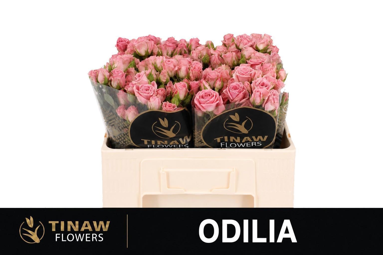 Rosa Spr Odilia 50cm