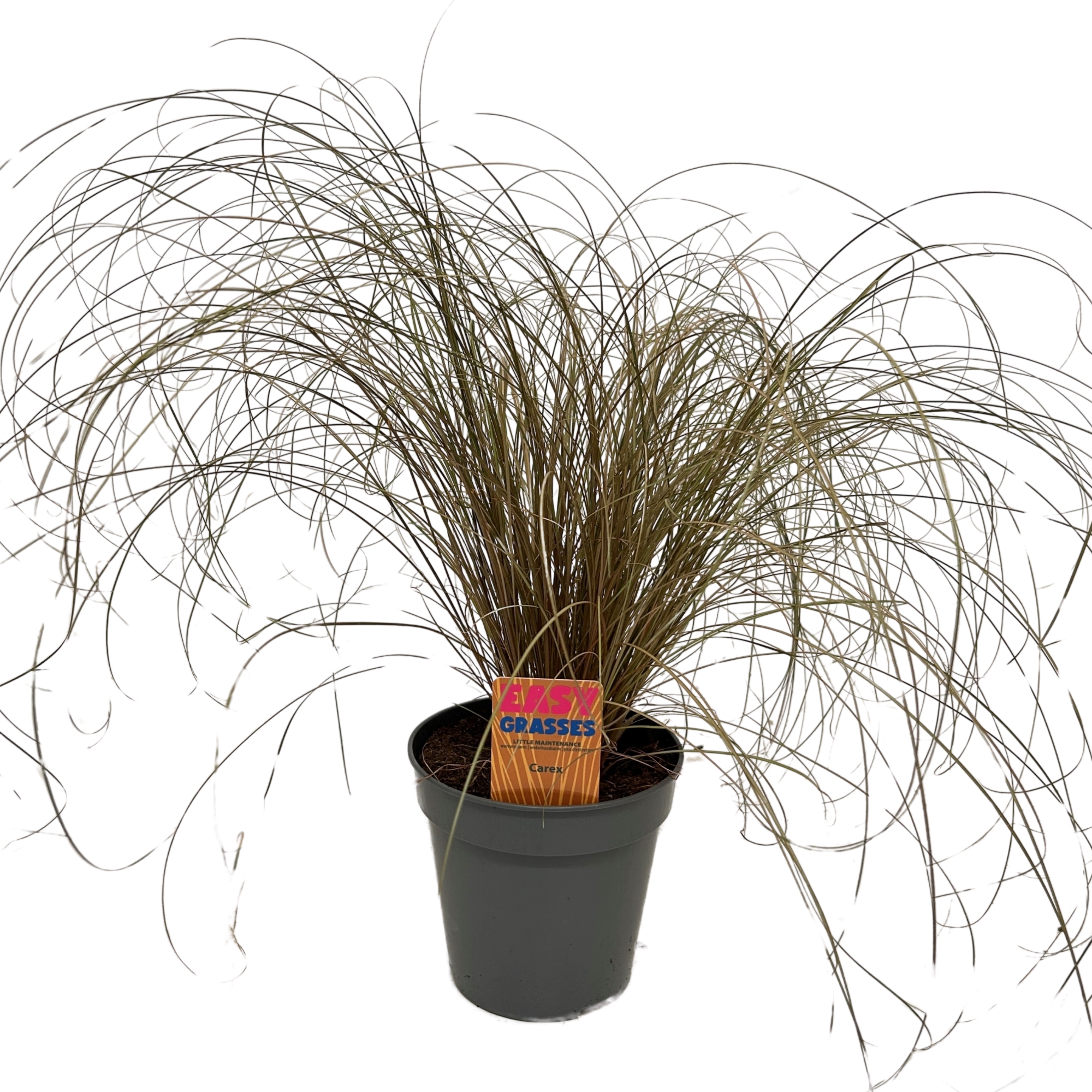 Picture of Carex comans Bronze Form 13cm